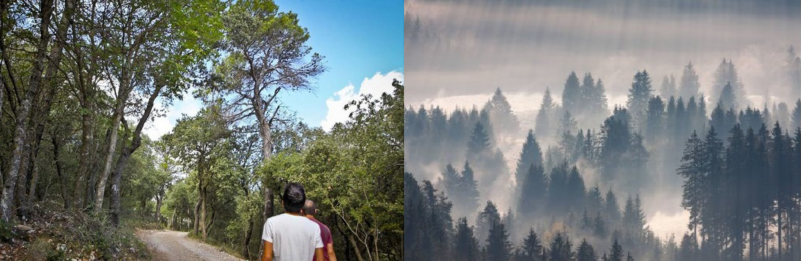 La palabra bosque evoca arquetipos visuales muy distintos en España y en Alemania.