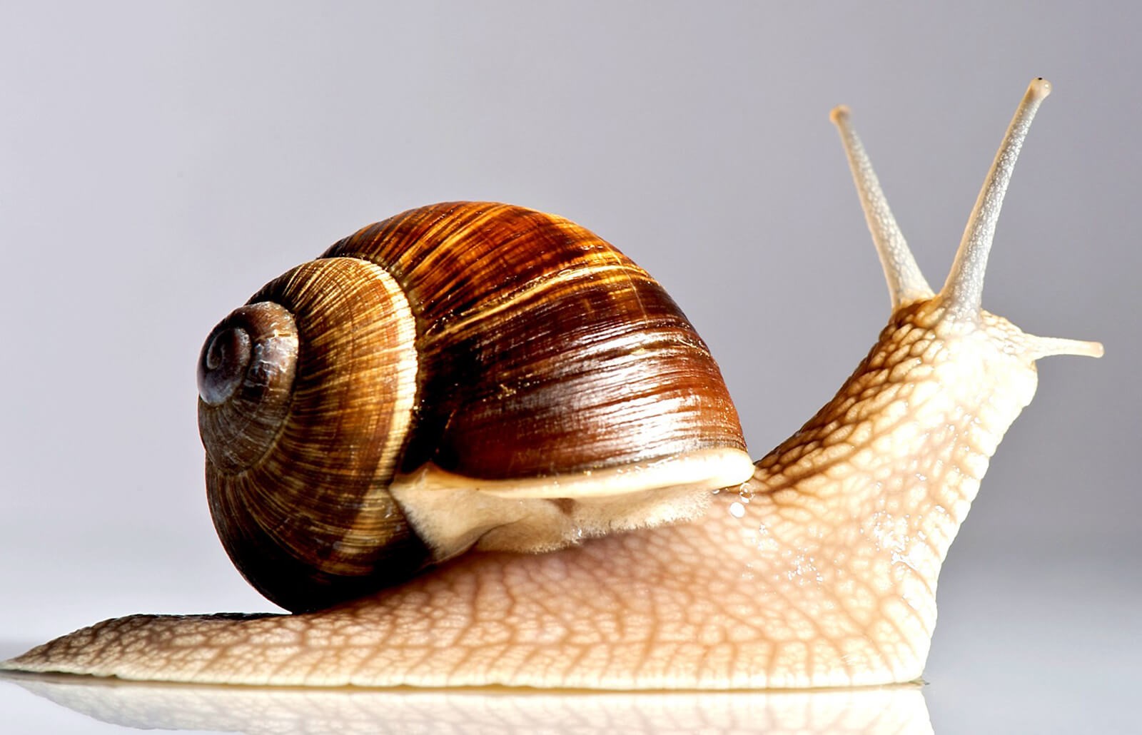 La idea de comerse un caracol produce reacciones distintas en un británico y un español medios